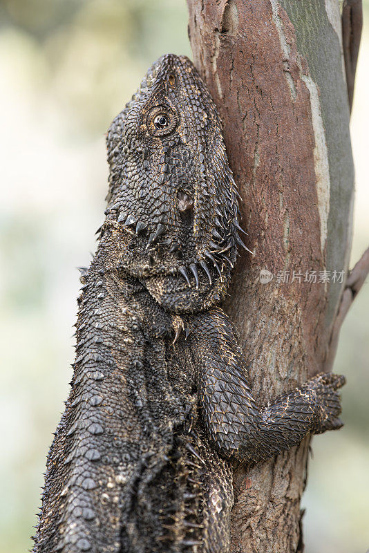 东须龙(Pogona barbata)